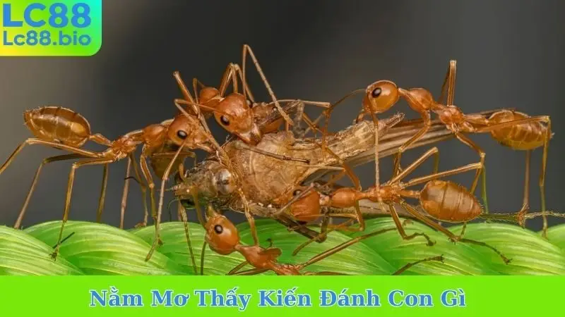 Nằm Mơ Thấy Kiến